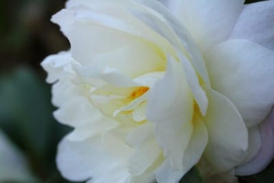 4. 白い花