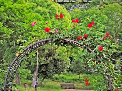 ７月の蝉と薔薇園
