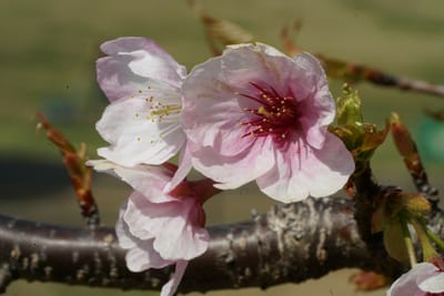 大寒桜（おおかんざくら）