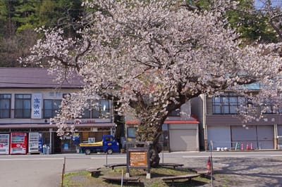 中山平の大桜