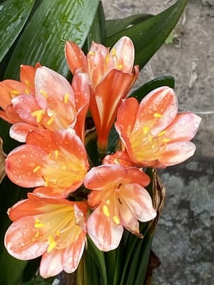 君子蘭のオレンジ色の花
