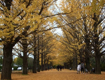 昭和記念公園 3 昭島口 かたらいのイチョウ並木
