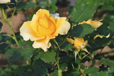 庭のバラ　②　ゴールドエコー