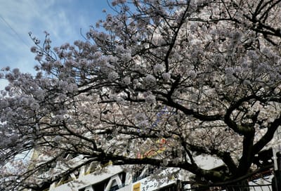 　<完>　　🌸　大岡川プロムナードの桜、満開 !!　🌸