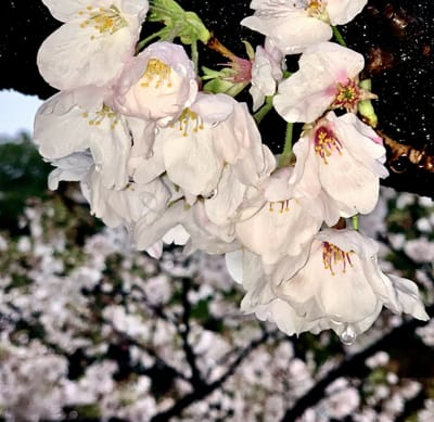 散り初めの桜に無情の雨☔️