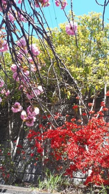 西落通りの八重桜