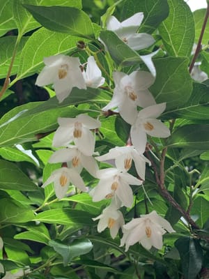 野茉莉の木の花