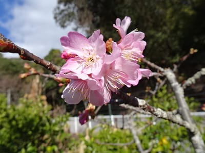数輪咲いた早咲きの河津桜