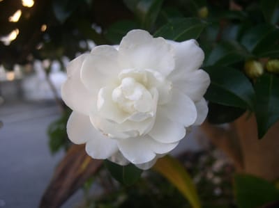 玄関脇の白い八重の山茶花