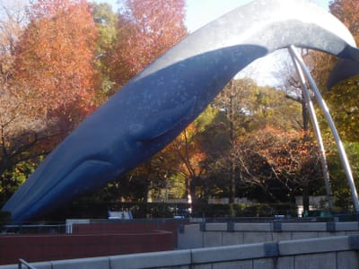 上野＋　実物大シロナガスクジラのオブジェ