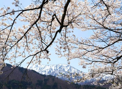 春の景色に桜（２）