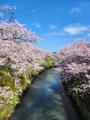 富山高岡の近くに咲いた桜並木。