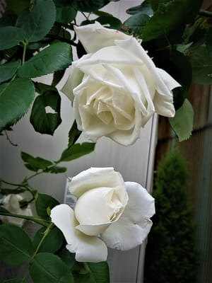 　　薔薇 🌹　　我が家の "バラが咲いた"　2⃣　🌹 薔薇