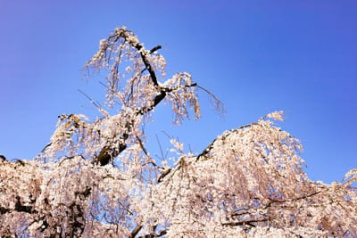 川越・喜多院のしだれ桜