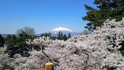 岩木山(津軽富士)と弘前公園の桜のコラボ♫　2021/4/21