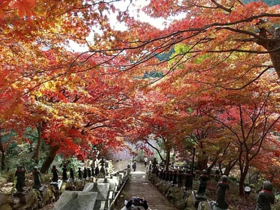 大山寺の階段上からの紅葉