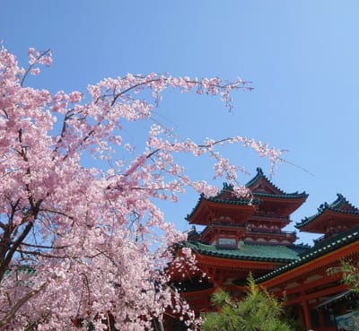 平安神宮の桜🌸🌸🌸