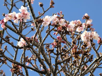 日本一の早咲き熱海桜