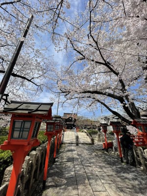六孫王神社の桜🌸