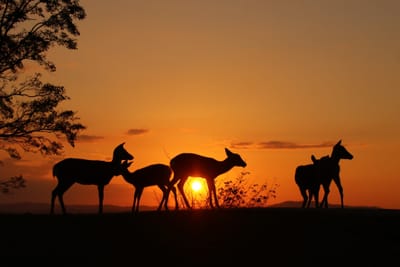 夕焼けを背に受ける鹿の家族（シルエット）