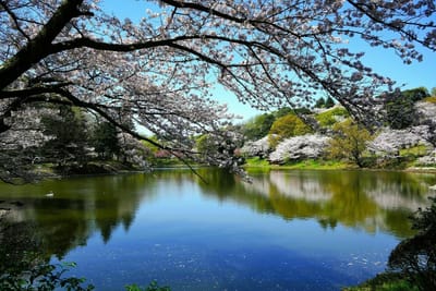 桜・桜の三ッ池公園