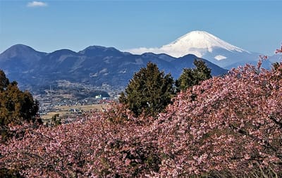 << 関東の富士見百景 >> 松田町 西平畑公園からの富士