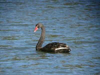 Black swan（黒鳥）