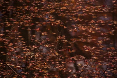 沼の水鏡を彩る紅葉2021 _08
