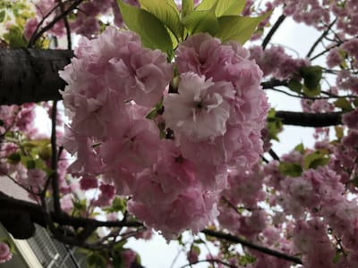 造幣局の通り抜けでハートの八重桜見つけました💖😊