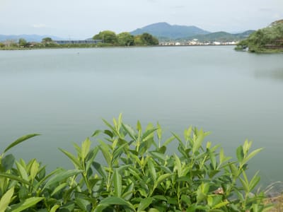 貴志川線沿いの散策ー平池緑地公園