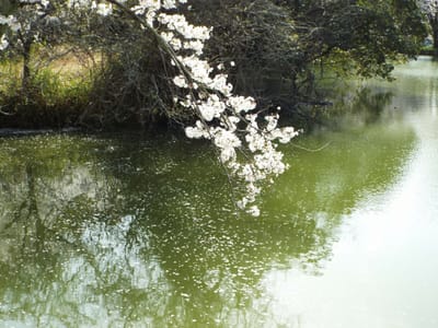 内山永久寺跡の桜