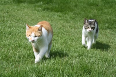 松山庭園美術館の猫たち