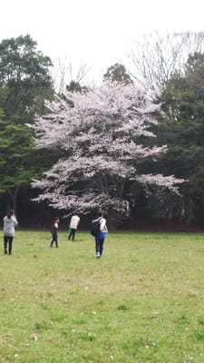常陸東海村 石神城址の桜と子供たち