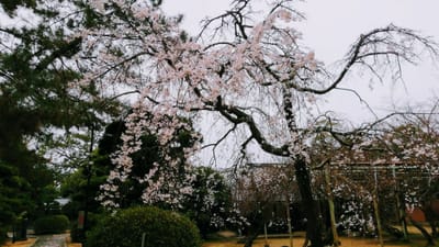 松陰神社境内の梅、萩市    2022年3月23日   ツアー１日目②  