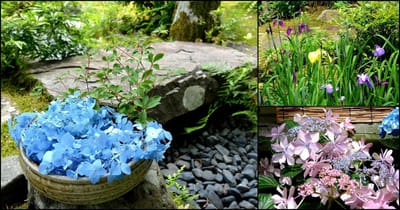 紫陽花と菖蒲の季節～一条恵観山荘