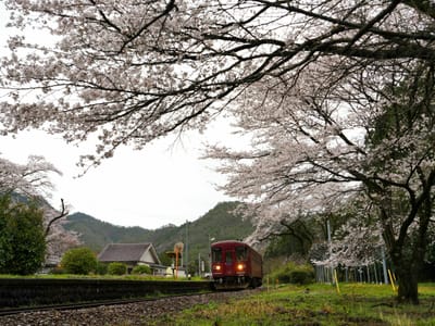長良川鉄道「桜の駅」（２）
