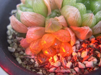 多肉観葉植物　色の光遊び特撮