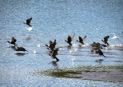 ため池の水鳥たち（１）