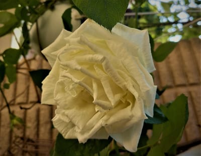 　　　薔薇 🌹　　我が家の "バラが咲いた"　1⃣　🌹 薔薇