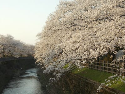 富山の桜
