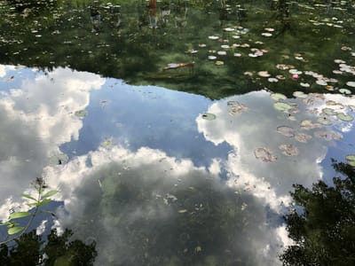 天空のモネの池