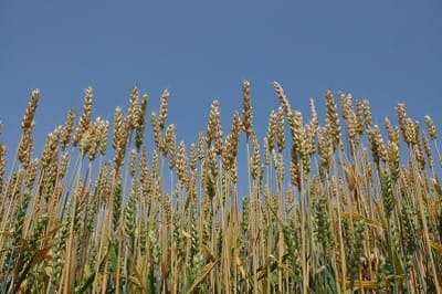 秋蒔き小麦