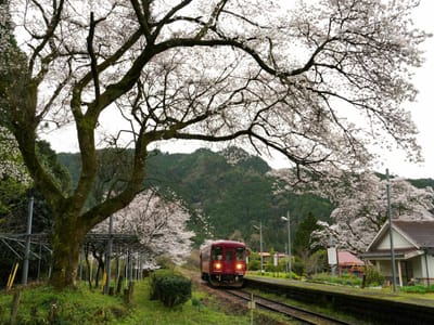 長良川鉄道「桜の駅」（１）