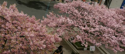 　【絶景】🌸 　三浦市 "三浦海岸桜まつり" 　🌸