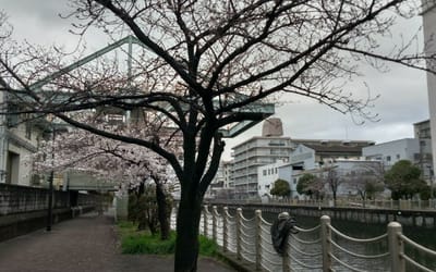 3月の桜たち