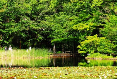 新緑の映る公園池