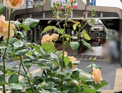 都電駅前に咲く薔薇