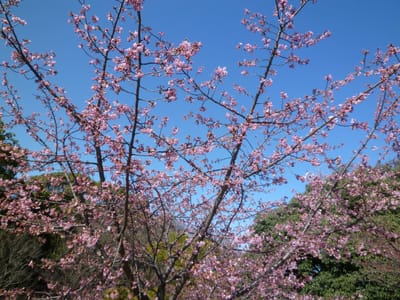 三好公園の河津桜２～３分咲きでした