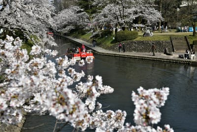 富山市内桜の名所