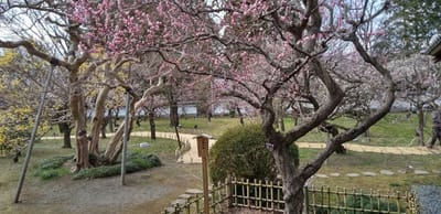 水戸藩の藩校・弘道館の庭も梅とサンシュユが満開